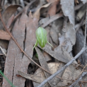 Pterostylis nutans at Point 4010 - suppressed