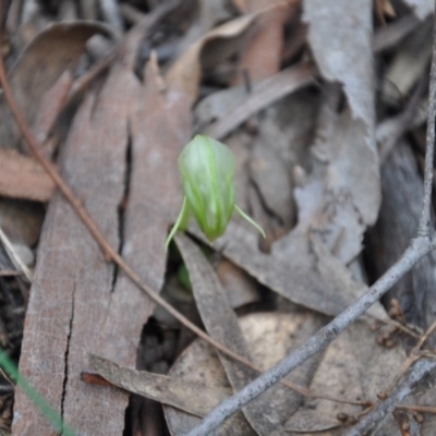 Pterostylis nutans (Nodding Greenhood) at Aranda, ACT - 25 Sep 2016 by catherine.gilbert