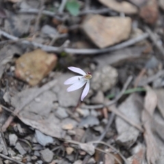 Caladenia fuscata (Dusky Fingers) at Aranda Bushland - 25 Sep 2016 by catherine.gilbert