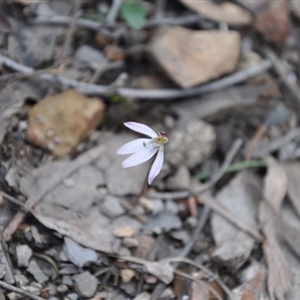 Caladenia fuscata at Point 4010 - suppressed