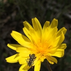 Microseris walteri (Yam Daisy, Murnong) at Black Mountain - 16 Oct 2016 by ibaird