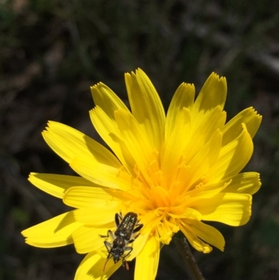 Microseris walteri (Yam Daisy, Murnong) at Point 83 - 16 Oct 2016 by ibaird