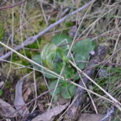 Pterostylis nutans (Nodding Greenhood) at Aranda Bushland - 25 Sep 2016 by catherine.gilbert