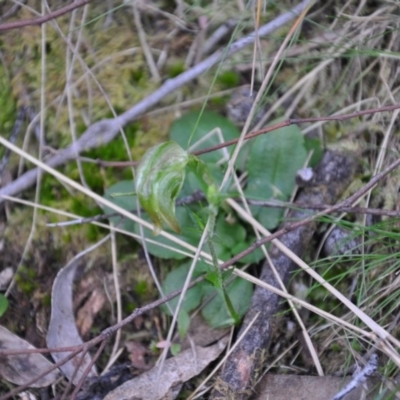 Pterostylis nutans (Nodding Greenhood) at Point 4010 - 25 Sep 2016 by catherine.gilbert