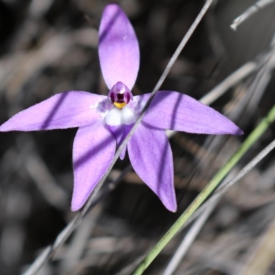 Glossodia major (Wax Lip Orchid) at Canberra Central, ACT - 16 Oct 2016 by Jo