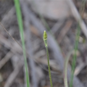 Glossodia major at Point 4010 - 25 Sep 2016