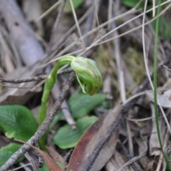 Pterostylis nutans (Nodding Greenhood) at Aranda, ACT - 25 Sep 2016 by catherine.gilbert