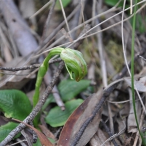 Pterostylis nutans at Point 4010 - 25 Sep 2016