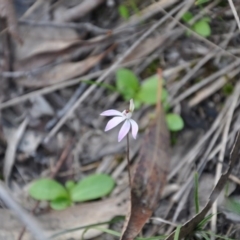 Caladenia fuscata (Dusky Fingers) at Aranda, ACT - 25 Sep 2016 by catherine.gilbert