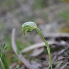 Pterostylis nutans (Nodding Greenhood) at Aranda Bushland - 25 Sep 2016 by catherine.gilbert