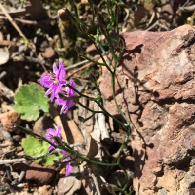 Thysanotus patersonii (Twining Fringe Lily) at Black Mountain - 16 Oct 2016 by ibaird