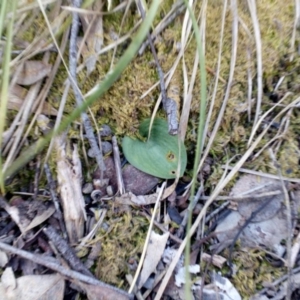 Eriochilus cucullatus at Aranda, ACT - suppressed