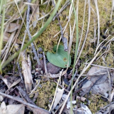 Eriochilus cucullatus (Parson's Bands) at Aranda, ACT - 25 Sep 2016 by catherine.gilbert