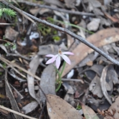 Caladenia sp. (A Caladenia) at Aranda Bushland - 25 Sep 2016 by catherine.gilbert