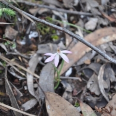 Caladenia sp. at Point 4010 - 25 Sep 2016 by catherine.gilbert