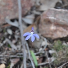 Cyanicula caerulea (Blue Fingers, Blue Fairies) at Aranda, ACT - 25 Sep 2016 by catherine.gilbert