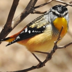 Pardalotus punctatus (Spotted Pardalote) at Paddys River, ACT - 18 Oct 2016 by JohnBundock