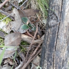 Pterostylis sp. (A Greenhood) at Aranda, ACT - 25 Sep 2016 by catherine.gilbert