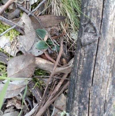 Pterostylis sp. (A Greenhood) at Point 4081 - 25 Sep 2016 by catherine.gilbert