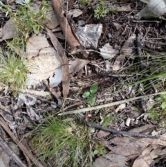 Pterostylis sp. (A Greenhood) at Point 4081 - 25 Sep 2016 by catherine.gilbert