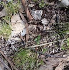 Pterostylis sp. (A Greenhood) at Aranda, ACT - 25 Sep 2016 by catherine.gilbert