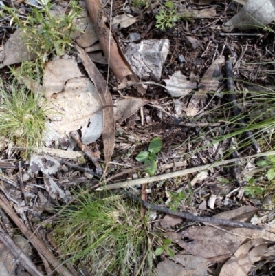 Pterostylis sp. (A Greenhood) at Aranda, ACT - 25 Sep 2016 by catherine.gilbert