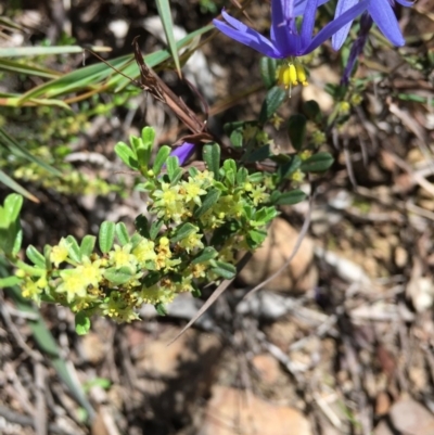 Phyllanthus occidentalis (Thyme Spurge) at Black Mountain - 16 Oct 2016 by ibaird