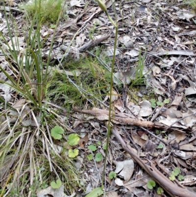 Glossodia major (Wax Lip Orchid) at Aranda Bushland - 25 Sep 2016 by catherine.gilbert