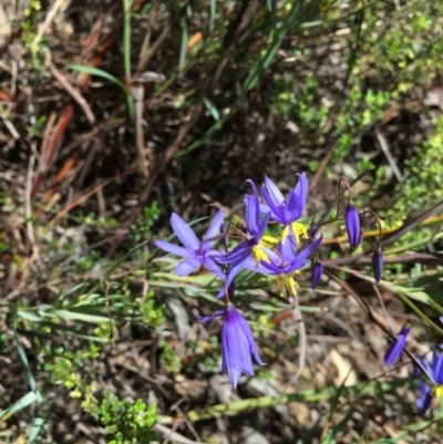 Stypandra glauca (Nodding Blue Lily) at Black Mountain - 16 Oct 2016 by ibaird