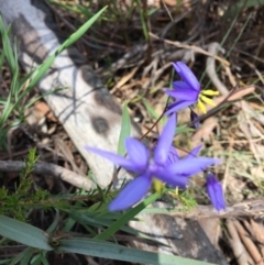 Stypandra glauca at Point 83 - 16 Oct 2016 11:57 AM