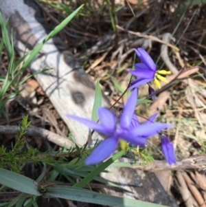 Stypandra glauca at Point 83 - 16 Oct 2016 11:57 AM