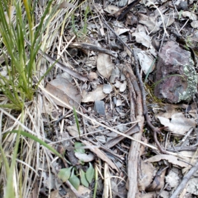 Pterostylis sp. (A Greenhood) at Aranda Bushland - 25 Sep 2016 by catherine.gilbert