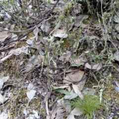 Glossodia major (Wax Lip Orchid) at Aranda, ACT - 25 Sep 2016 by catherine.gilbert