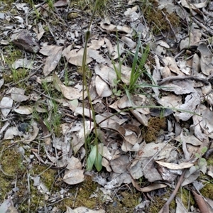 Glossodia major at Point 4081 - suppressed