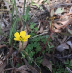 Oxalis sp. (Wood Sorrel) at O'Connor, ACT - 16 Oct 2016 by ibaird