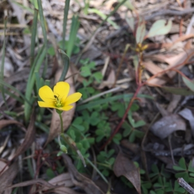 Oxalis sp. (Wood Sorrel) at Black Mountain - 16 Oct 2016 by ibaird