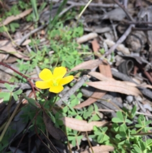 Oxalis sp. at O'Connor, ACT - 16 Oct 2016