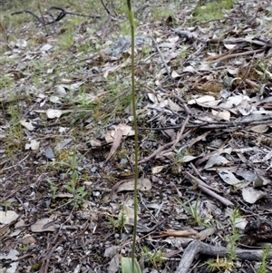 Glossodia major at Point 4081 - suppressed