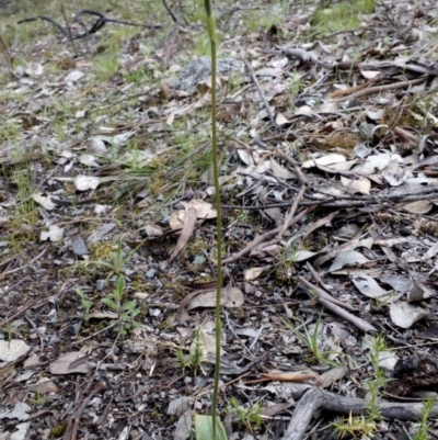 Glossodia major (Wax Lip Orchid) at Point 4081 - 25 Sep 2016 by catherine.gilbert
