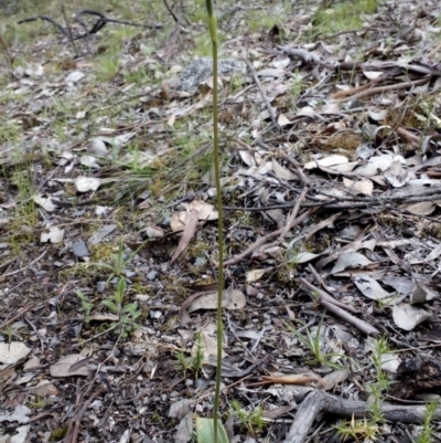 Glossodia major (Wax Lip Orchid) at Aranda, ACT - 25 Sep 2016 by catherine.gilbert