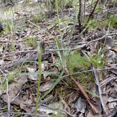 Pterostylis pedunculata (Maroonhood) at Aranda Bushland - 25 Sep 2016 by catherine.gilbert