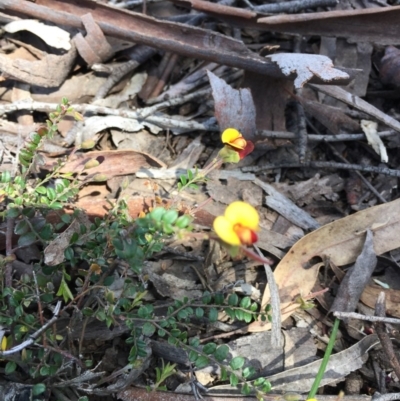 Bossiaea sp. at Black Mountain - 16 Oct 2016 by ibaird