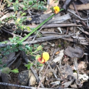 Bossiaea sp. at Point 83 - 16 Oct 2016