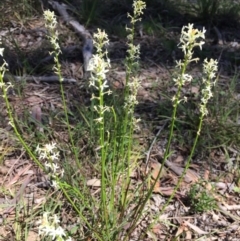 Stackhousia monogyna (Creamy Candles) at Black Mountain - 16 Oct 2016 by ibaird