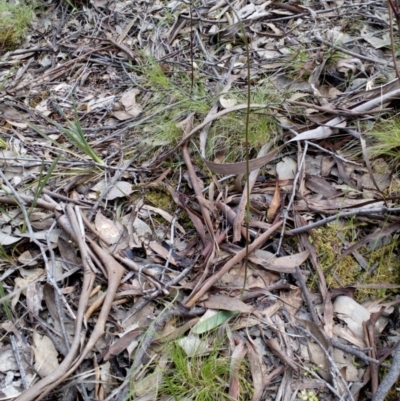 Glossodia major (Wax Lip Orchid) at Aranda Bushland - 25 Sep 2016 by catherine.gilbert