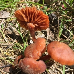 Laccaria sp. at O'Connor, ACT - 16 Oct 2016