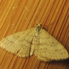 Scopula rubraria (Reddish Wave, Plantain Moth) at Point Hut to Tharwa - 16 Oct 2016 by michaelb