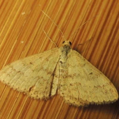 Scopula rubraria (Reddish Wave, Plantain Moth) at Point Hut to Tharwa - 16 Oct 2016 by michaelb