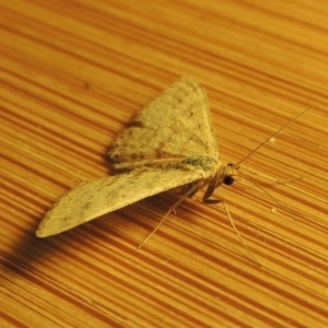 Scopula rubraria at Paddys River, ACT - 16 Oct 2016