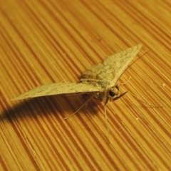 Scopula rubraria at Paddys River, ACT - 16 Oct 2016 11:29 PM